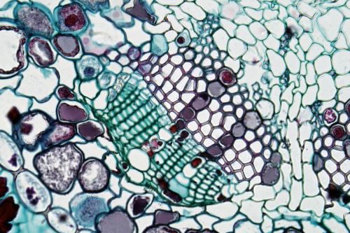 A close-up view of plant cell structure showcasing vibrant colors and intricate patterns.